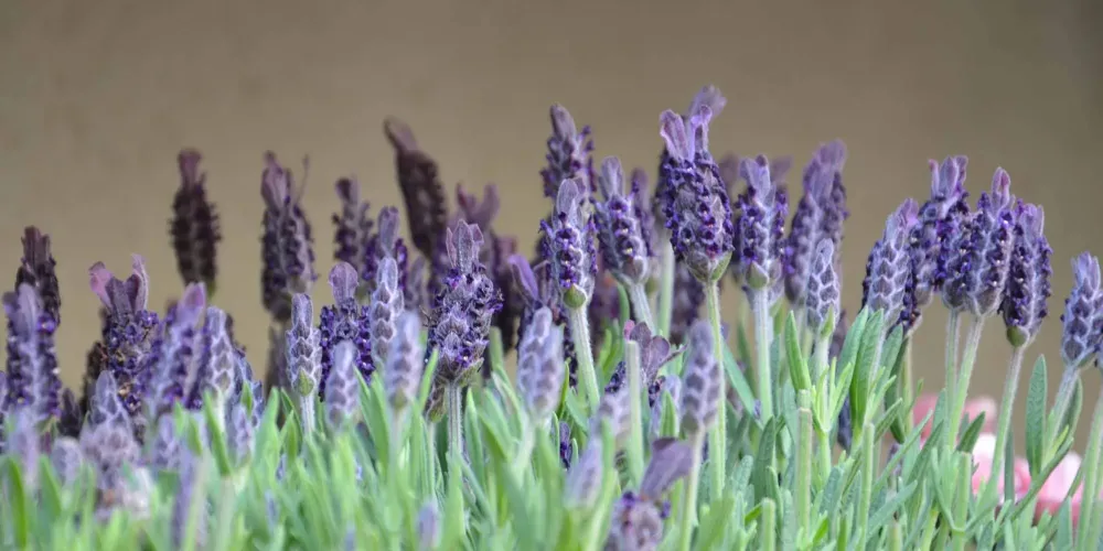 Plantes 